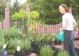 Plant Nursery Landscaping Solutions